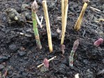 first asparagus tips