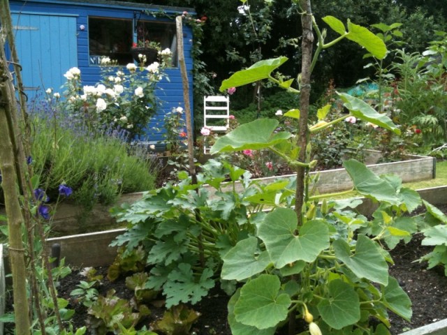 shed and courgette