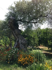 Rosie's olive tree garden IMG_1146