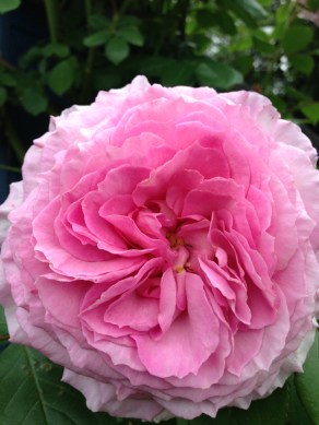 rosa james galway Image