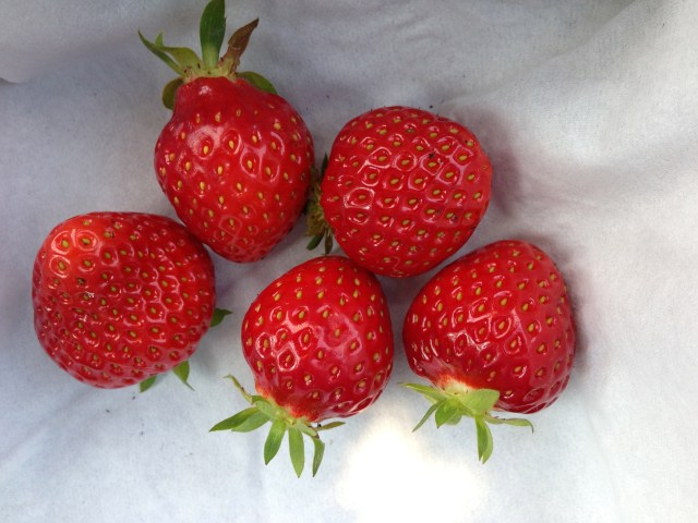 first strawberries