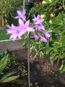 unknown allium flower