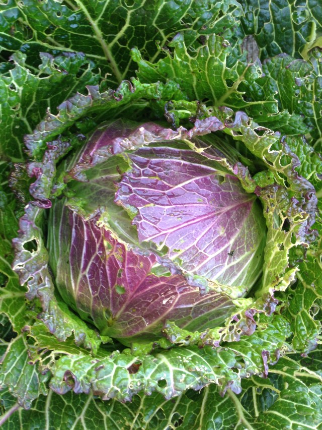 cabbage