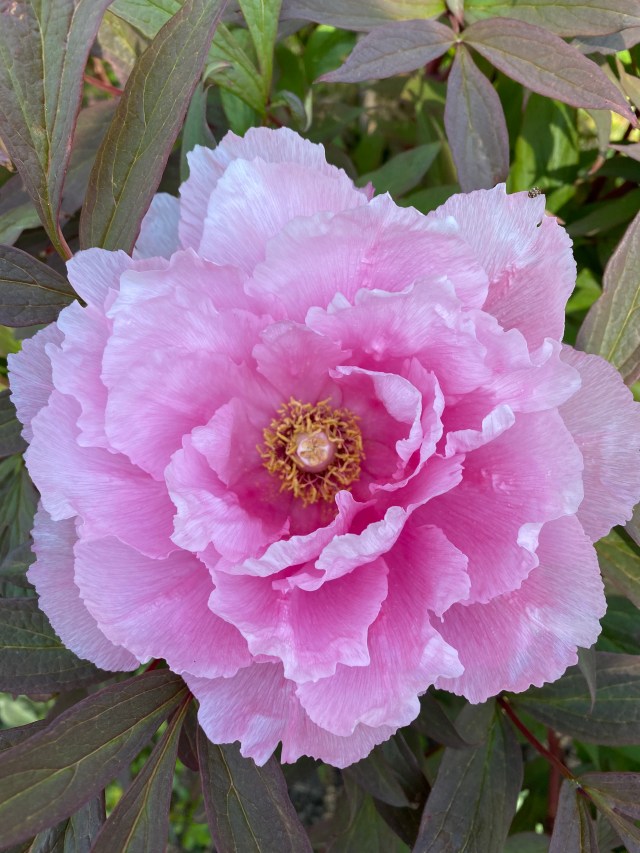 6JT1nzcJQXWtGW+elYEBgw